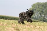 BOUVIER DES FLANDRES 381